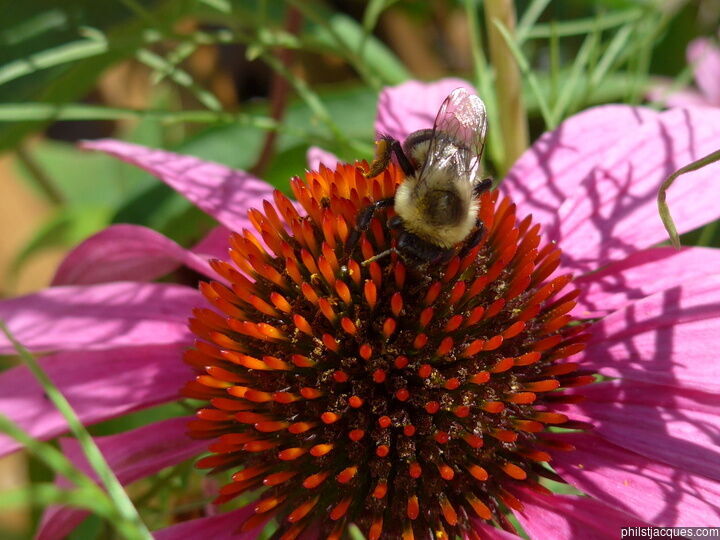 Echinacea