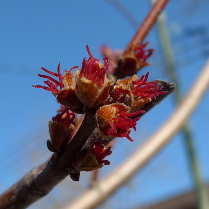 acer saccharum