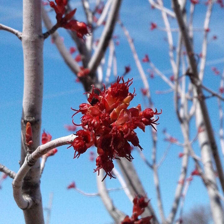 acer saccharum