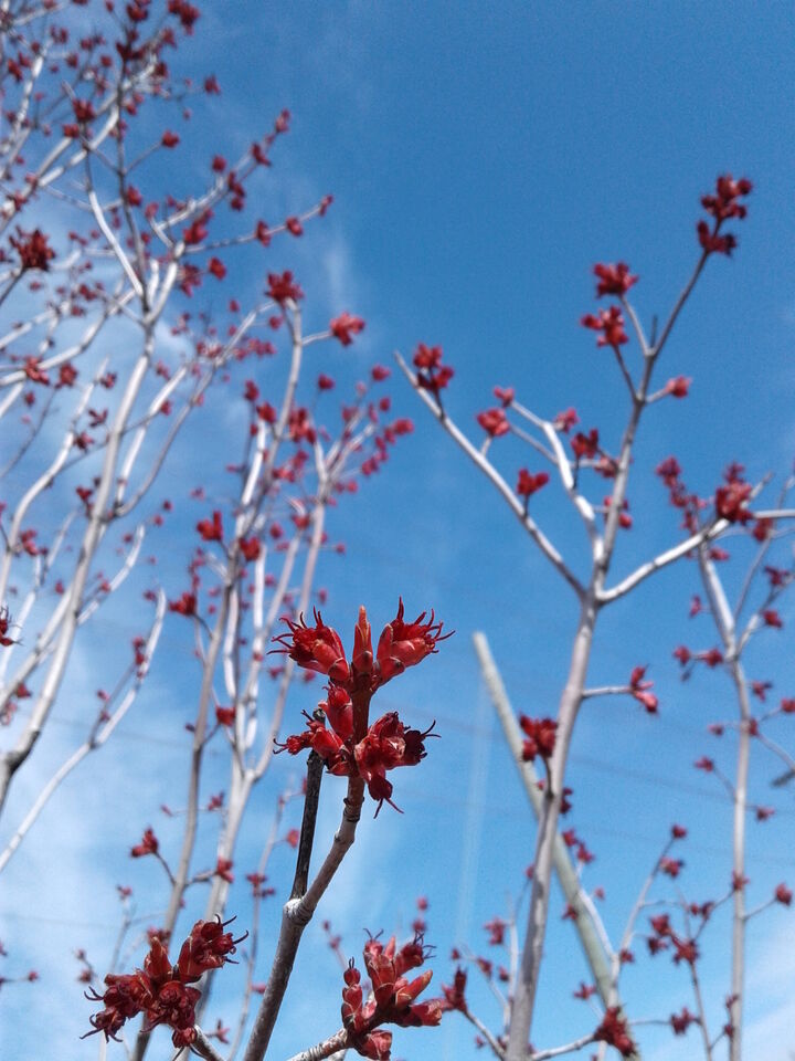 acer saccharum