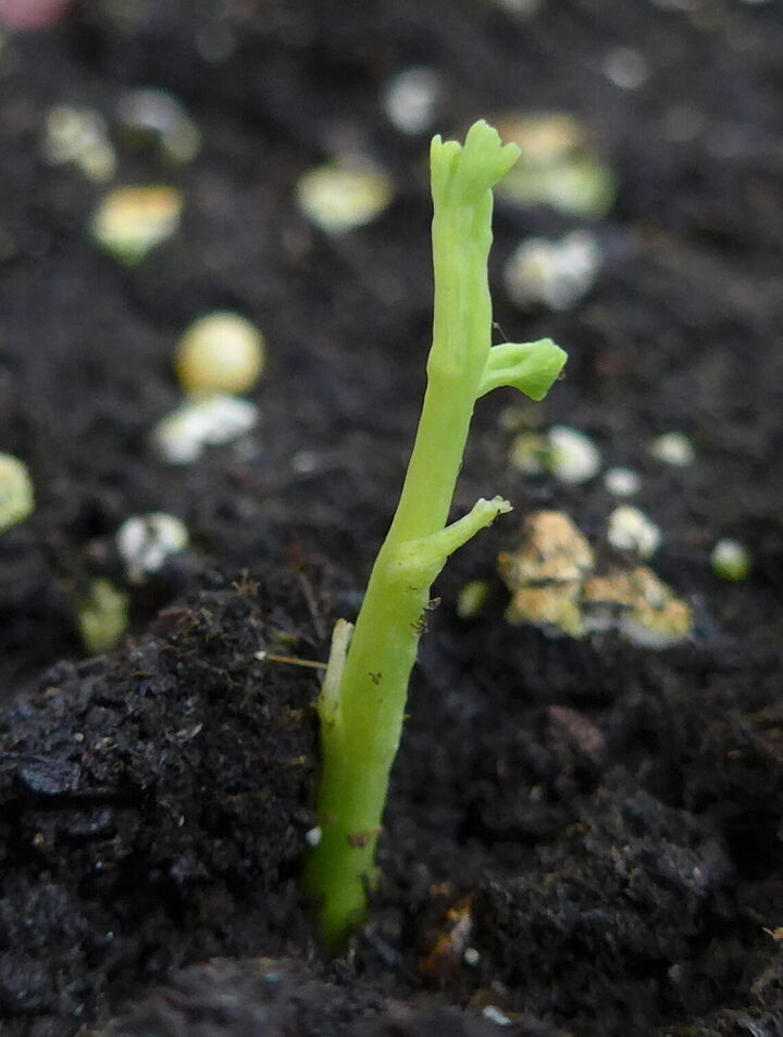 Pousses de ginkgo de l'année