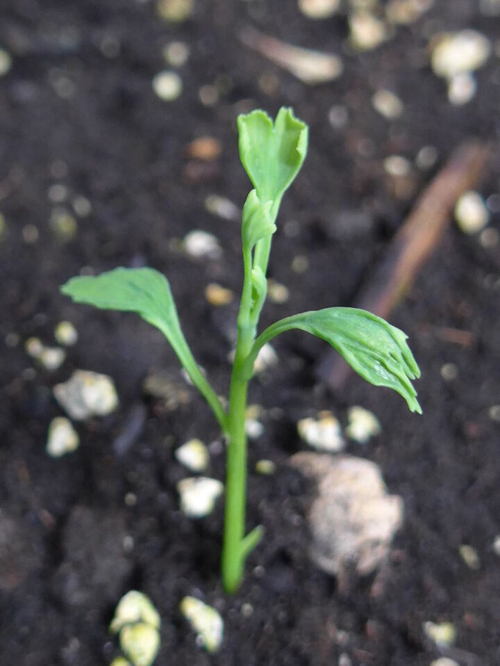 Pousses de ginkgo de l'année