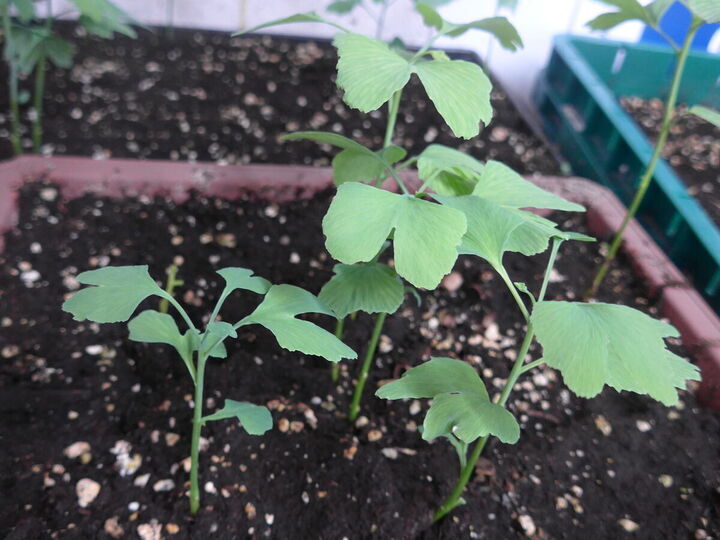 Pousses de ginkgo de l'année