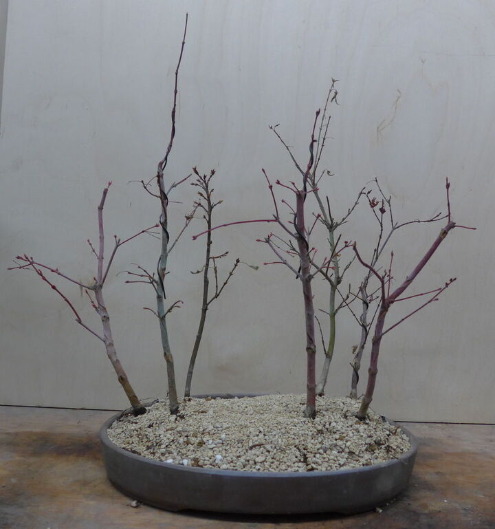 Acer palmatum